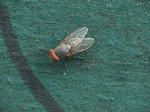 Prosopomyia pallida